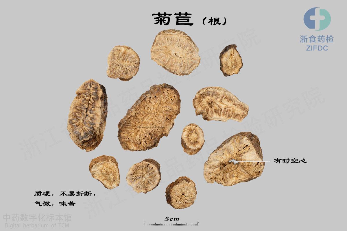 菊苣 标本影像